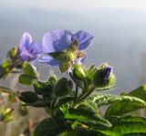 Veronica umbrosa