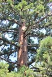 Sequoiadendron giganteum. Средняя часть ствола и отходящими от него ветвями. Крым, Ялтинский горсовет, пос. Никита, Никитский ботанический сад, в культуре. 5 августа 2013 г.