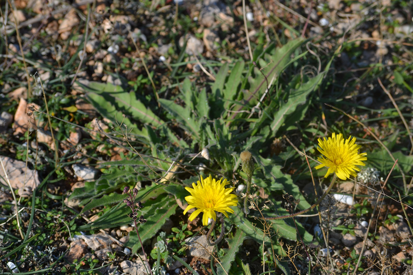 Image of genus Leontodon specimen.