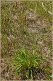 Plantago lanceolata. Плодоносящее растение. Чувашия, окр. г. Шумерля, полянка возле ГНС. 30 июня 2009 г.