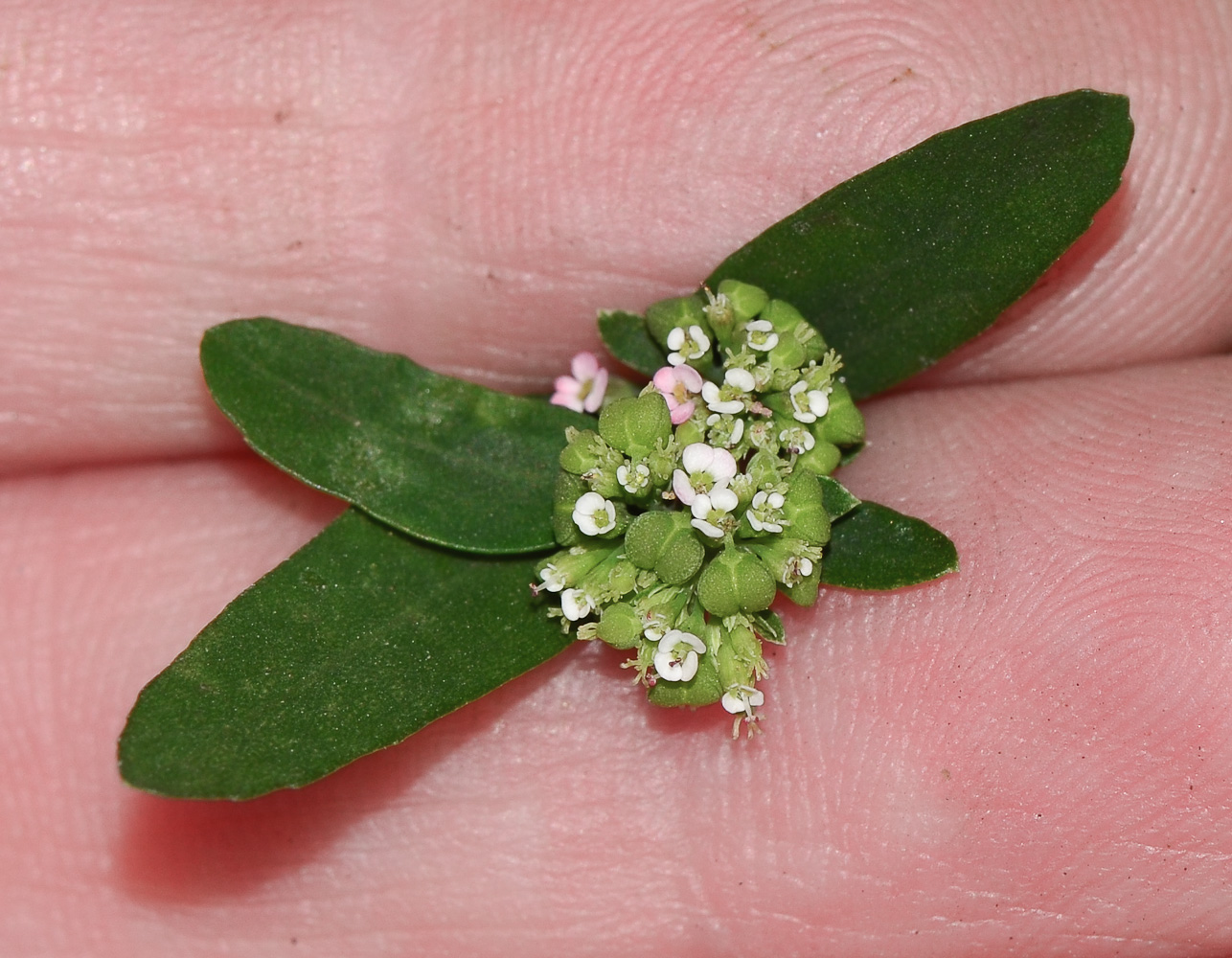 Изображение особи Euphorbia hypericifolia.