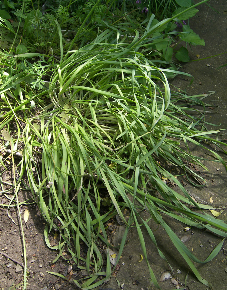 Image of Allium eriocoleum specimen.