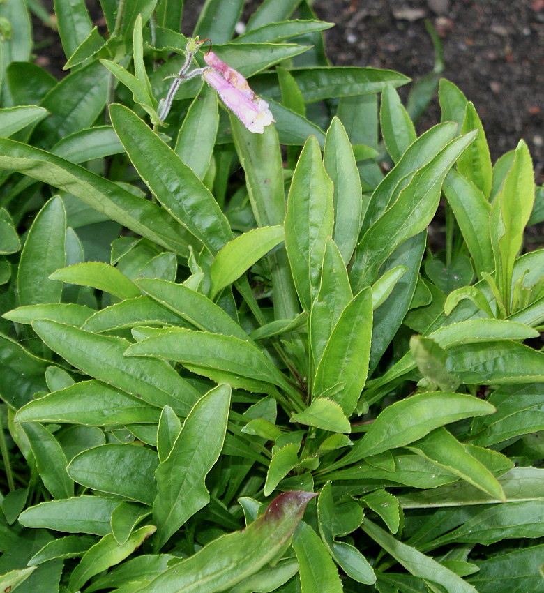 Image of Penstemon hirsutus specimen.