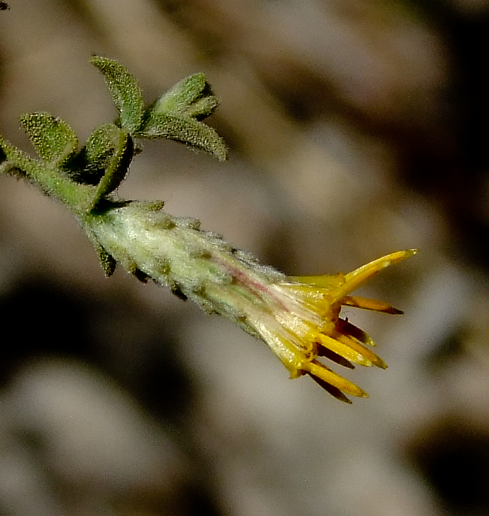 Изображение особи Chiliadenus iphionoides.