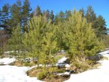 Pinus sylvestris