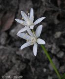 Scilla bifolia