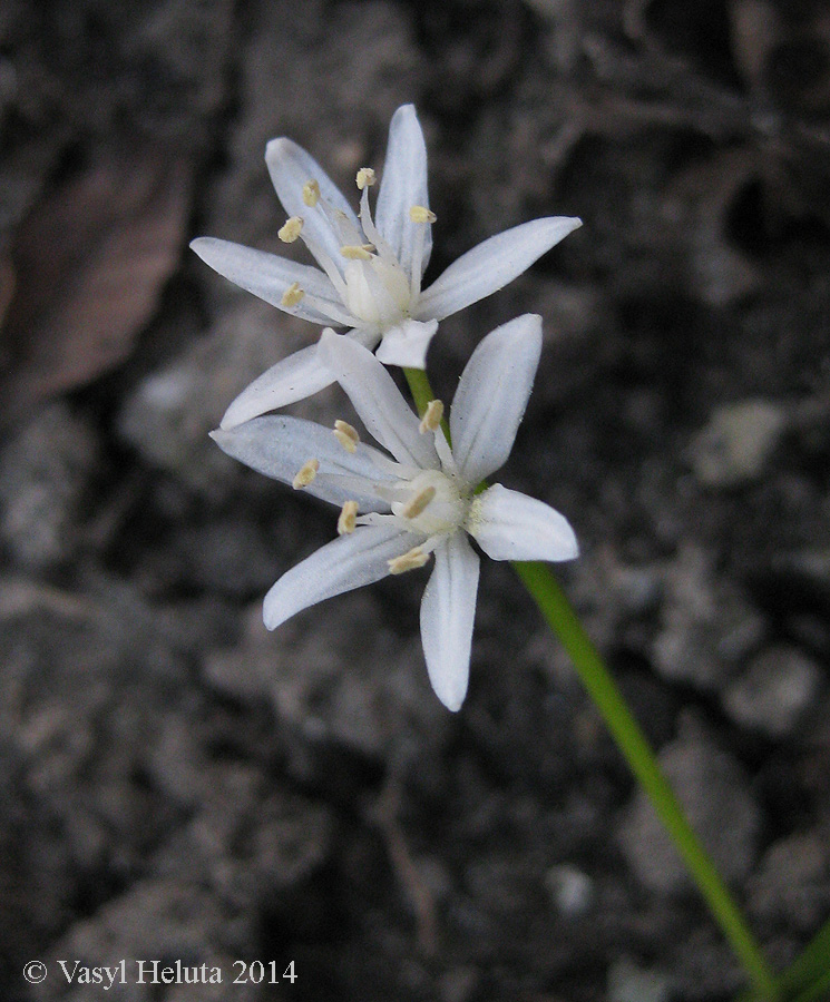 Image of Scilla bifolia specimen.