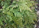 Adiantum venustum. Вайи спороносящего растения. Германия, г. Дюссельдорф, Ботанический сад университета. 02.03.2014.