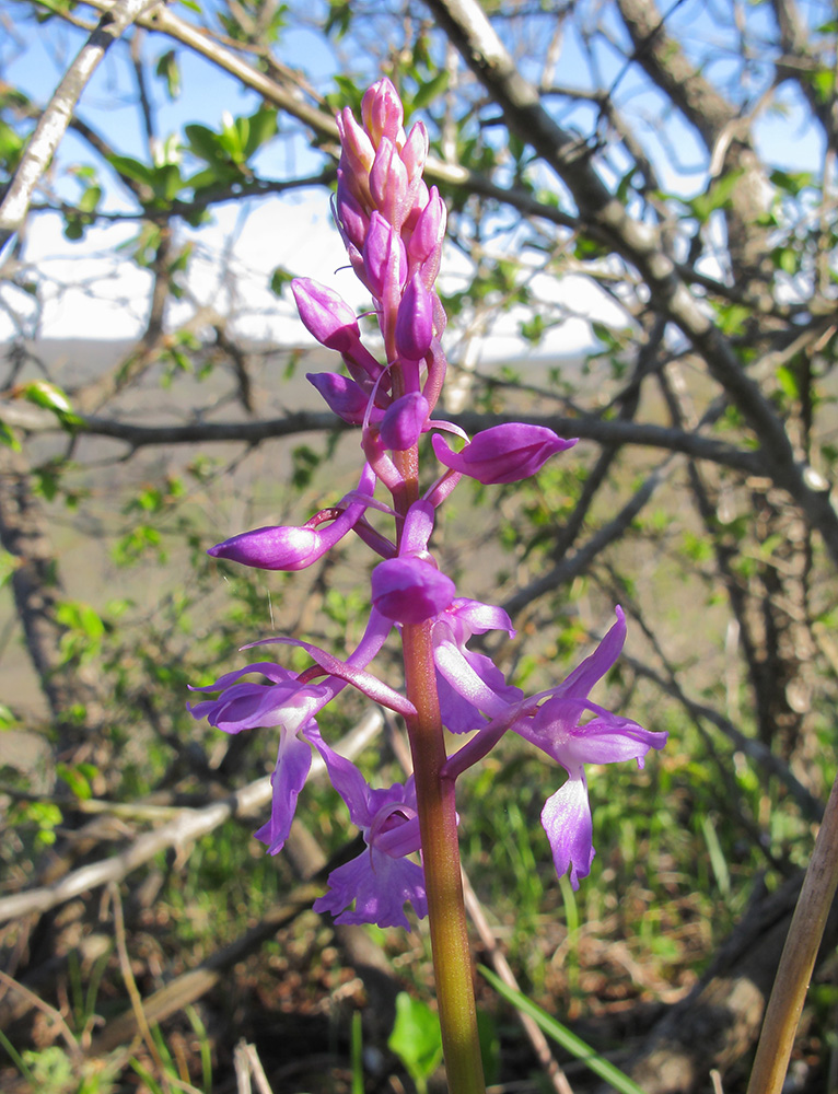 Image of Orchis mascula specimen.