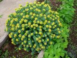 Rhodiola rosea