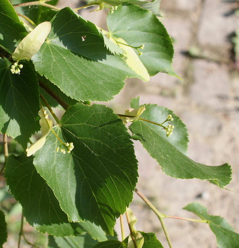 Image of Tilia cordata specimen.