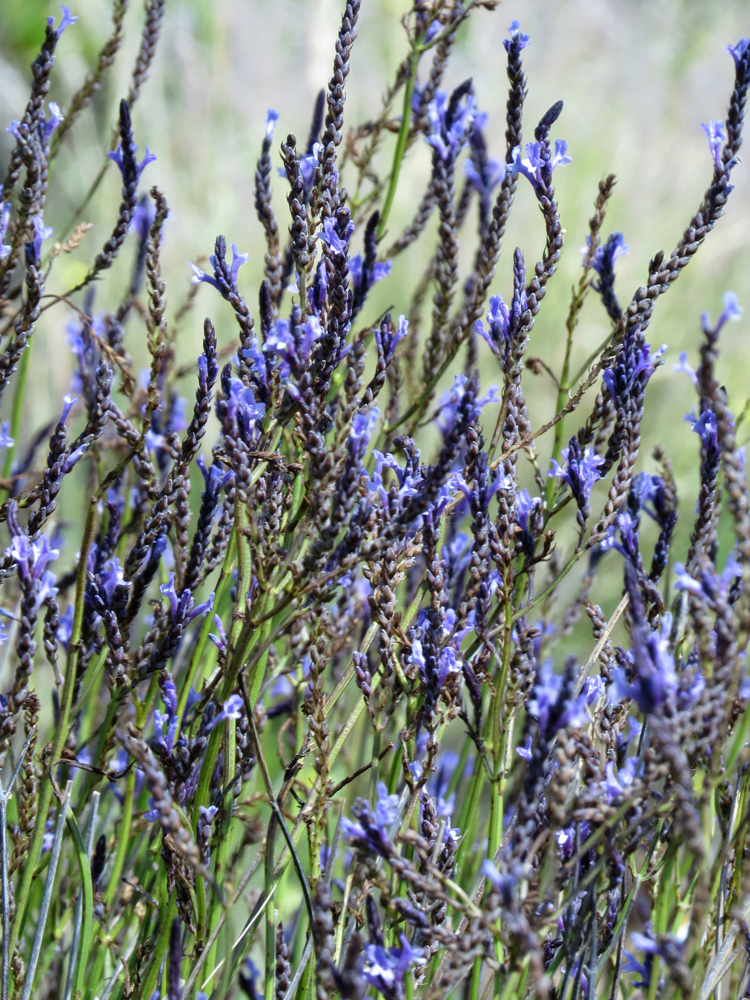 Изображение особи Lavandula canariensis.