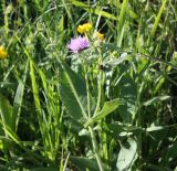 Knautia drymeia