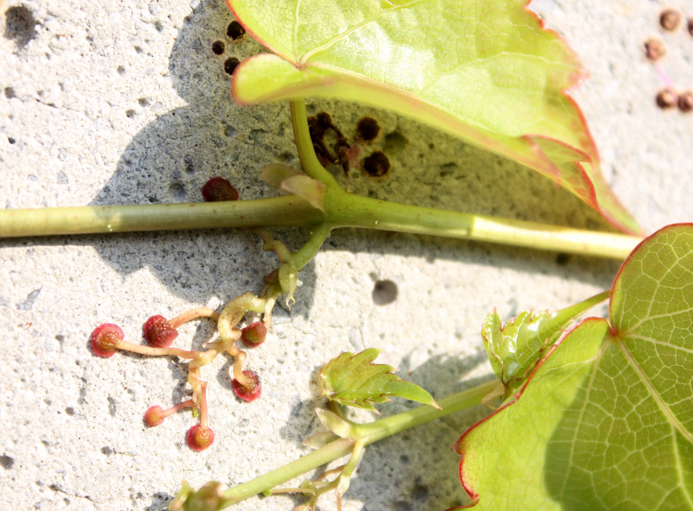 Image of Parthenocissus tricuspidata specimen.