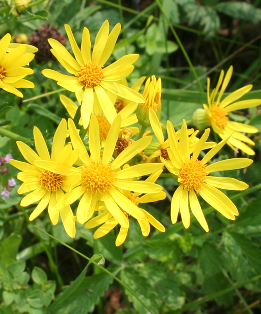 Image of genus Senecio specimen.