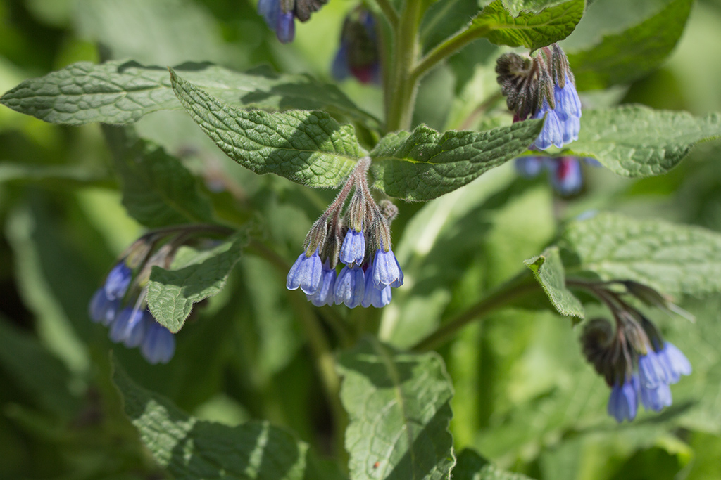 Изображение особи Symphytum caucasicum.