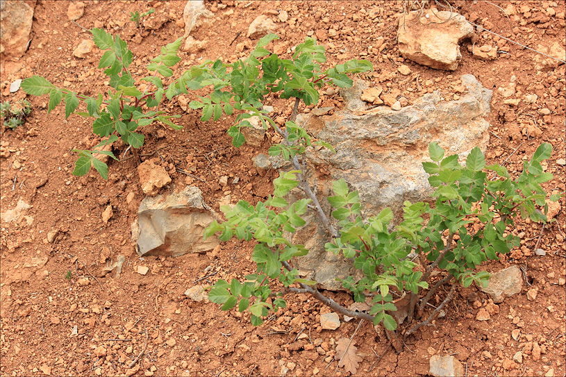 Image of Rhus coriaria specimen.