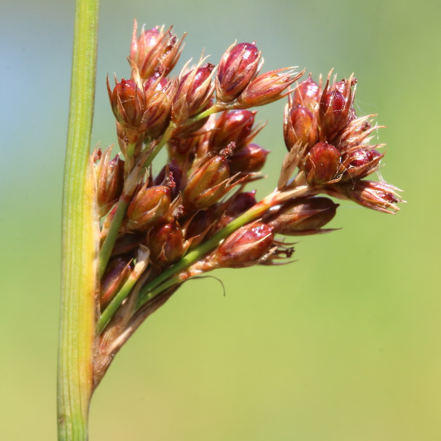 Изображение особи Juncus inflexus.