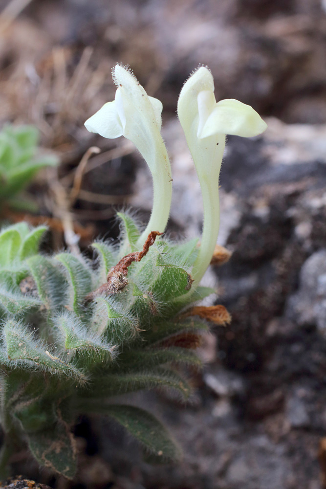 Изображение особи Scutellaria immaculata.