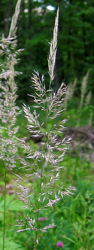 Изображение особи Calamagrostis arundinacea.