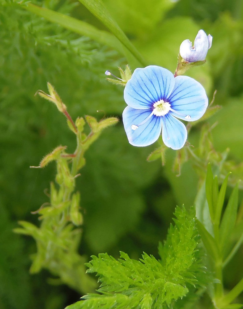 Image of Veronica chamaedrys specimen.