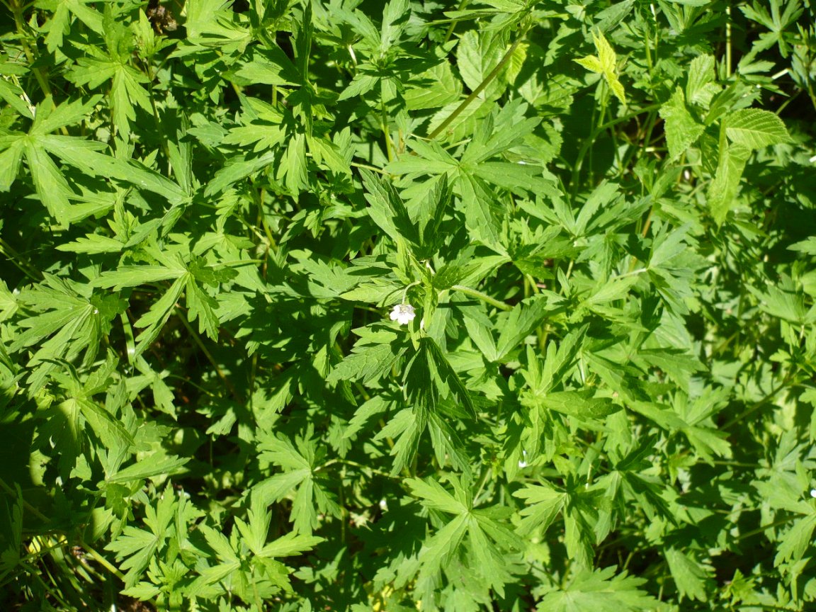Image of Geranium sibiricum specimen.