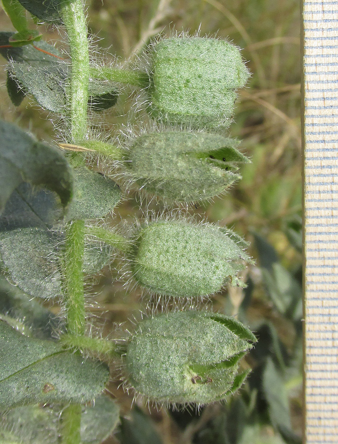 Image of Nonea rossica specimen.