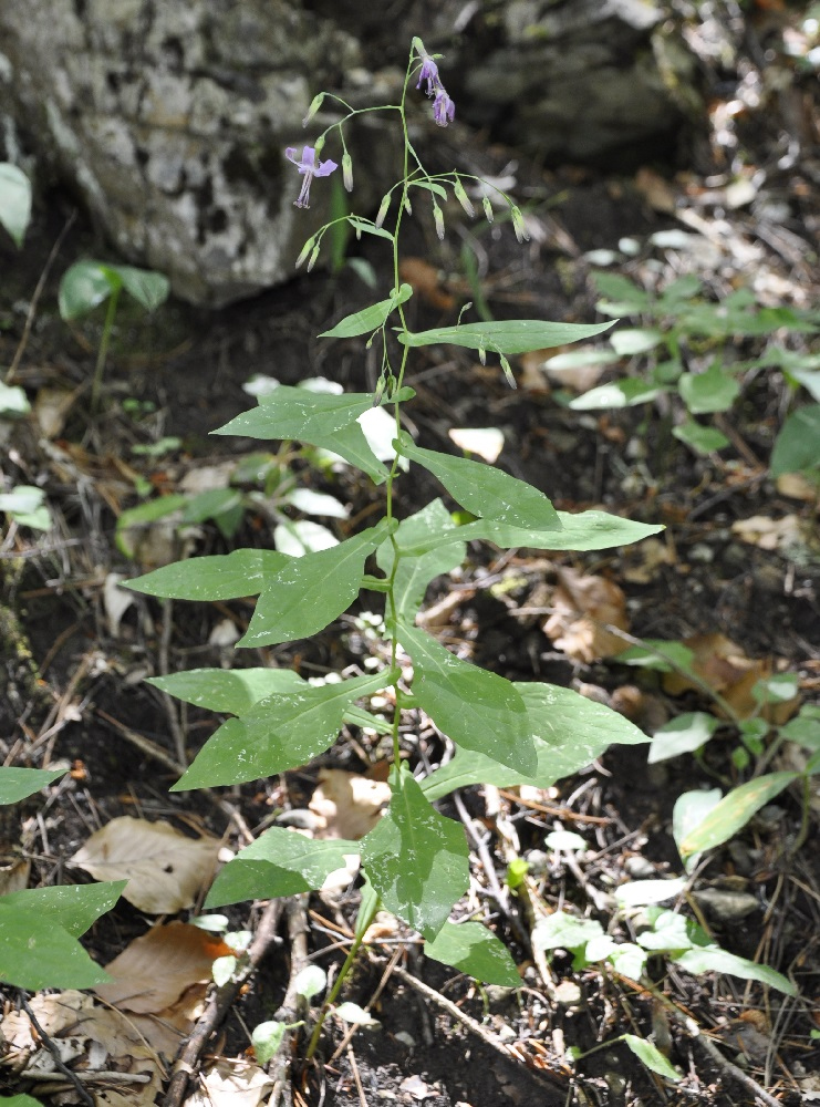 Изображение особи Prenanthes purpurea.