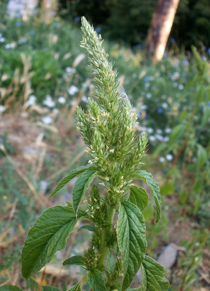 Изображение особи Amaranthus powellii.