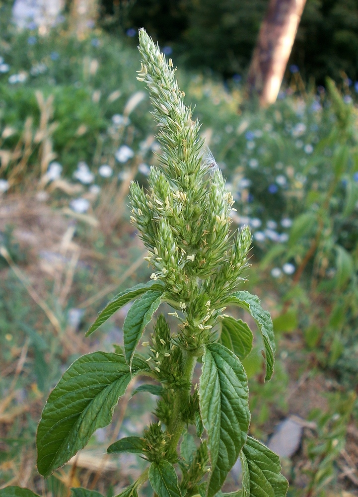 Image of Amaranthus powellii specimen.