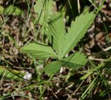 Potentilla reptans. Лист. Молдова, Оргеевский р-н, с. Ватич, окраина дубово-грабового леса. 19.06.2014.