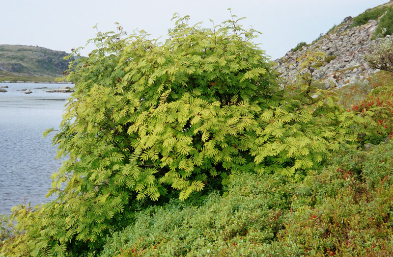 Image of Sorbus aucuparia ssp. glabrata specimen.