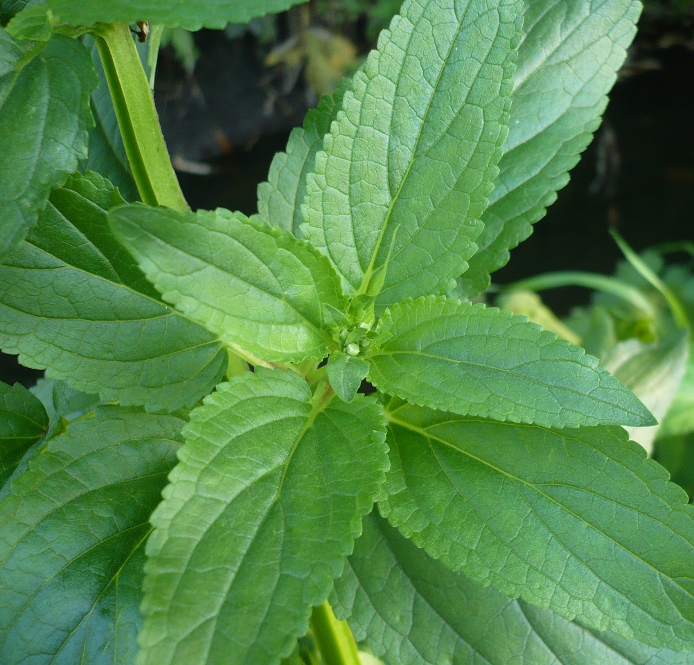 Изображение особи Scrophularia umbrosa.