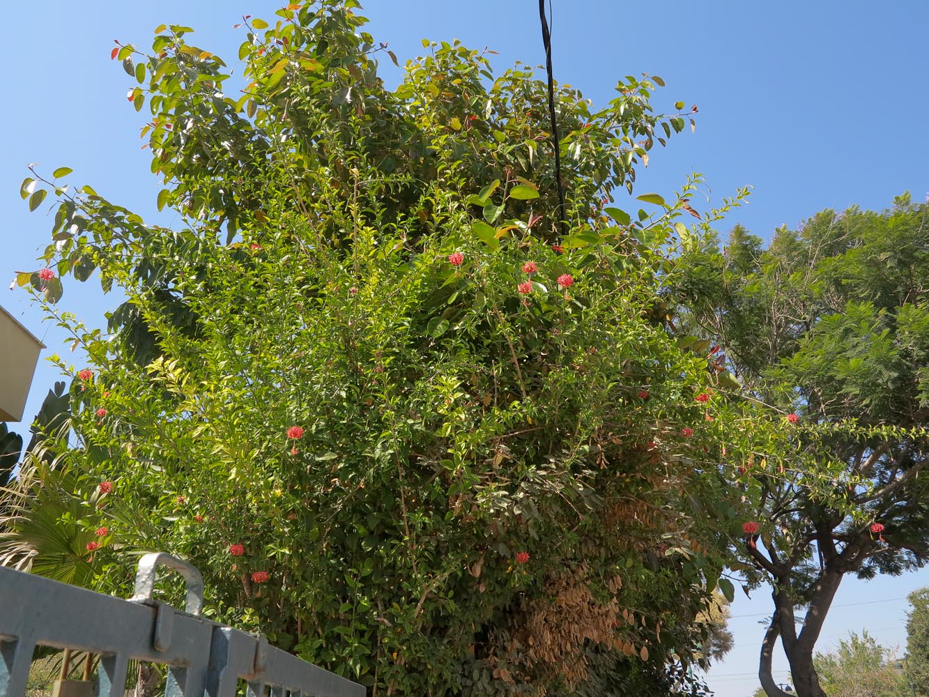 Image of Hibiscus schizopetalus specimen.