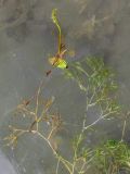 Potamogeton biformis