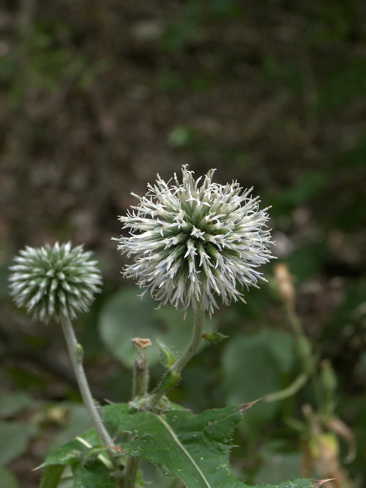 Изображение особи Echinops viridifolius.