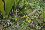 genus Anthurium