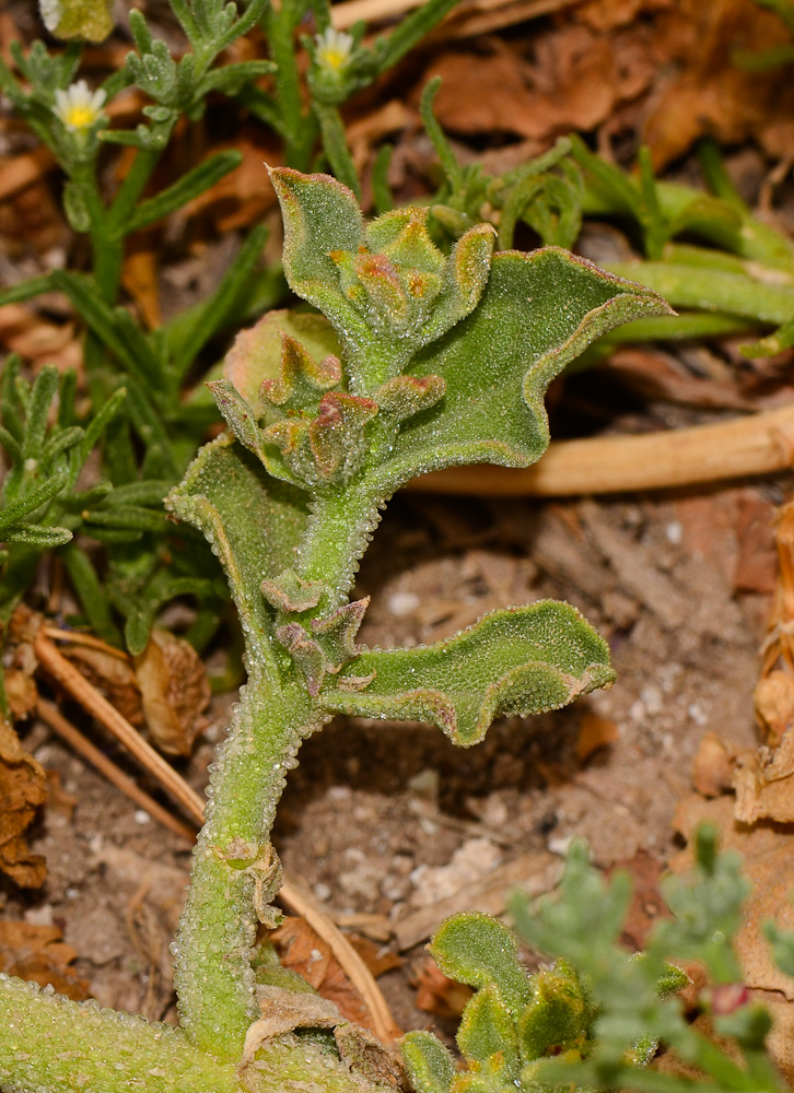 Изображение особи Mesembryanthemum crystallinum.