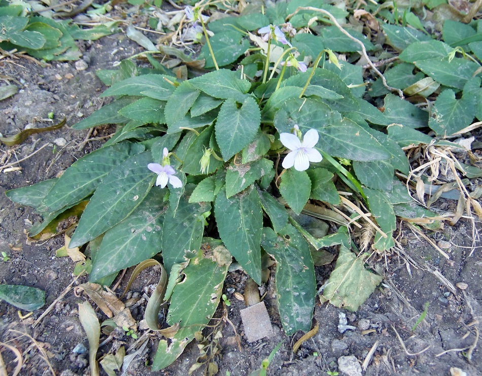 Image of genus Viola specimen.