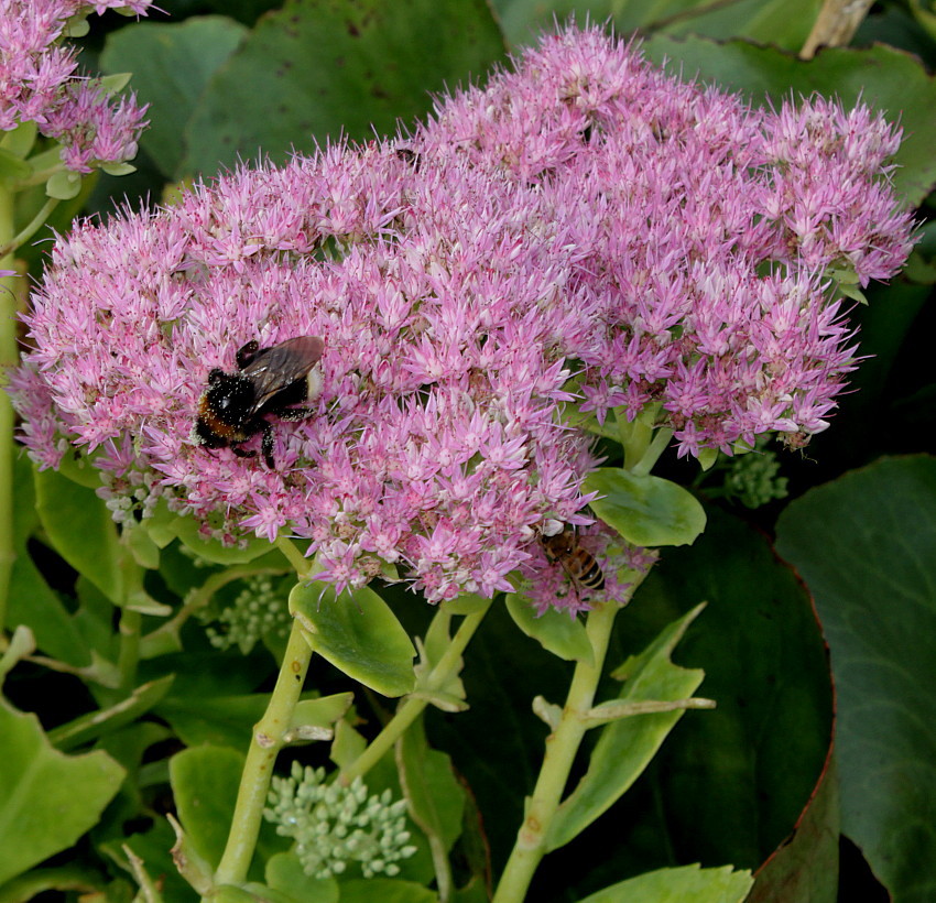 Image of Hylotelephium spectabile specimen.