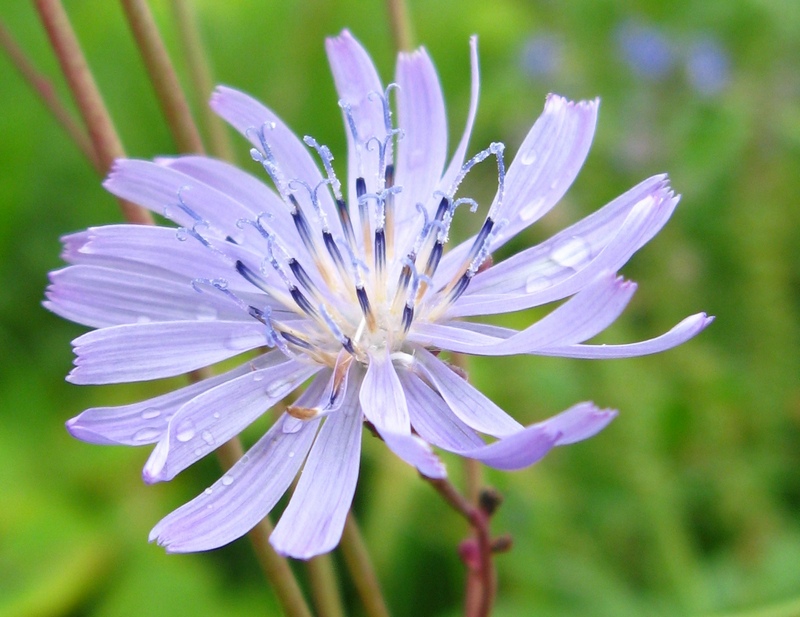 Image of Lactuca sibirica specimen.