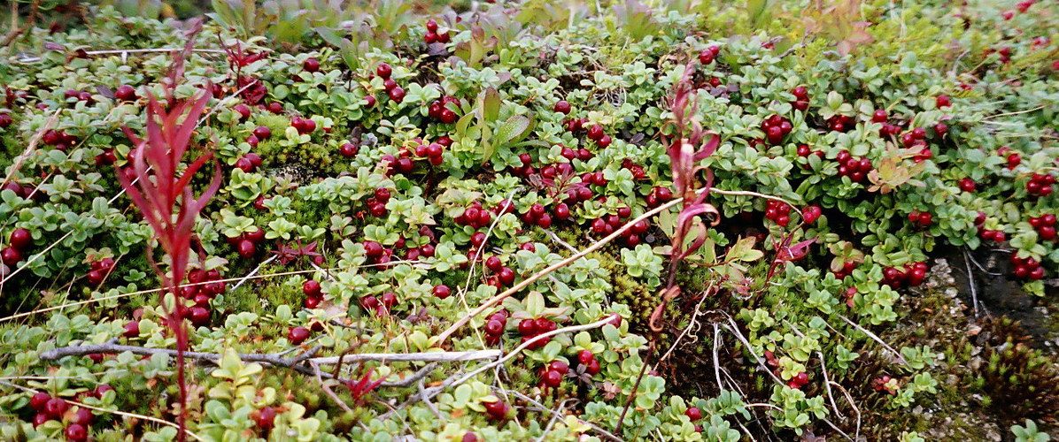 Image of Vaccinium vitis-idaea var. minus specimen.