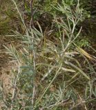 Astragalus polyceras