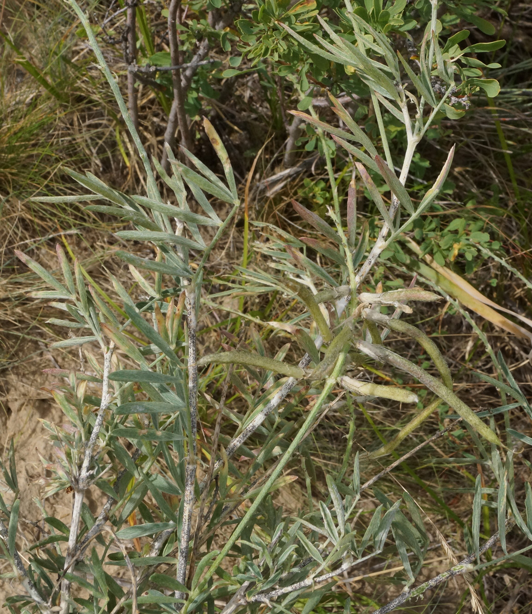 Image of Astragalus polyceras specimen.