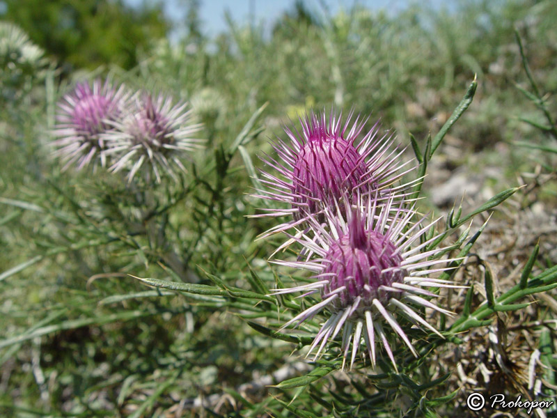 Image of Lamyra echinocephala specimen.