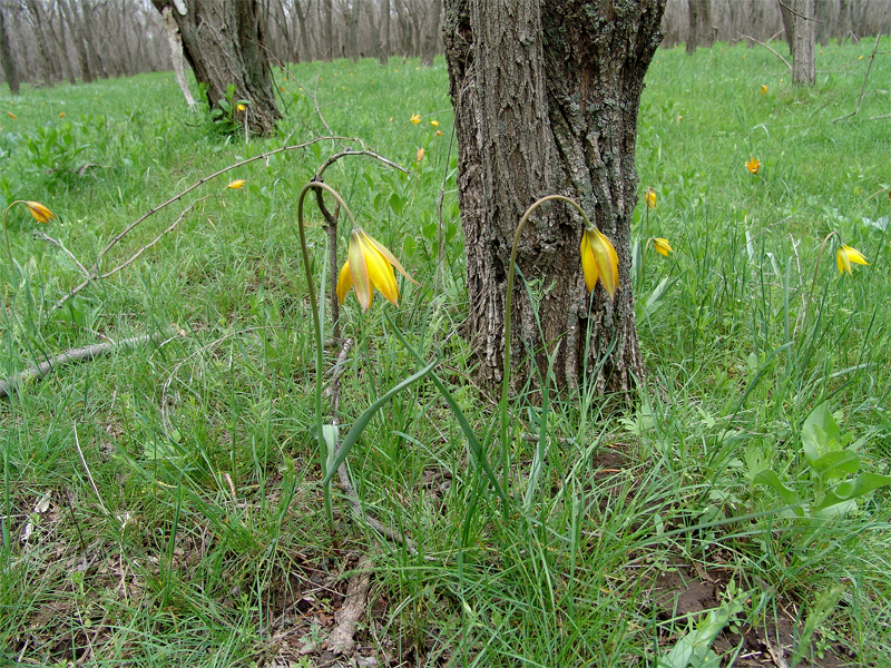 Изображение особи Tulipa biebersteiniana.