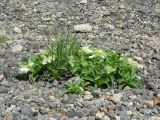 Pennellianthus frutescens. Цветущие растения.