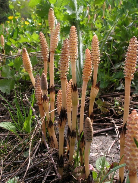 Изображение особи Equisetum arvense.