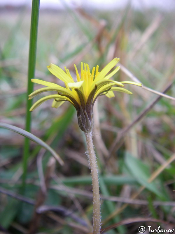 Изображение особи Taraxacum bessarabicum.