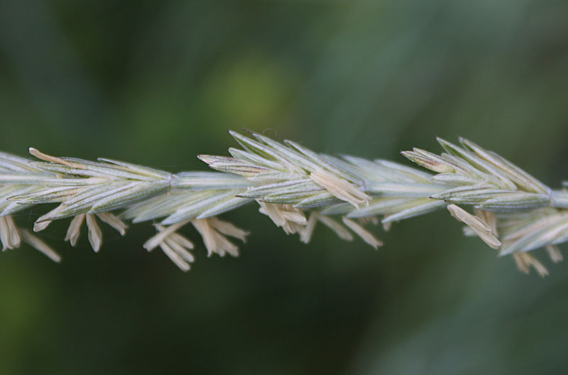 Image of Elytrigia intermedia specimen.